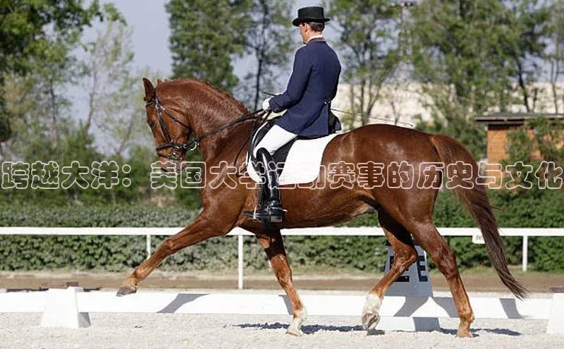 艾弗森贝博app下载安装